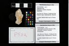 Foto (Objekt + Etikett) von Cracensigillatus acutirostris (Moericke, 1889)  (NHMW-GEO-2014-0194-0582)